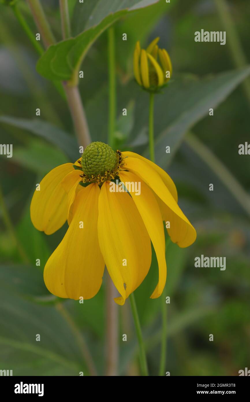 Blooming yellow Ratibida pinnata in nature. Closeup coneflower.  Echinacea Ratibida pinnata. Grayhead coneflower Stock Photo