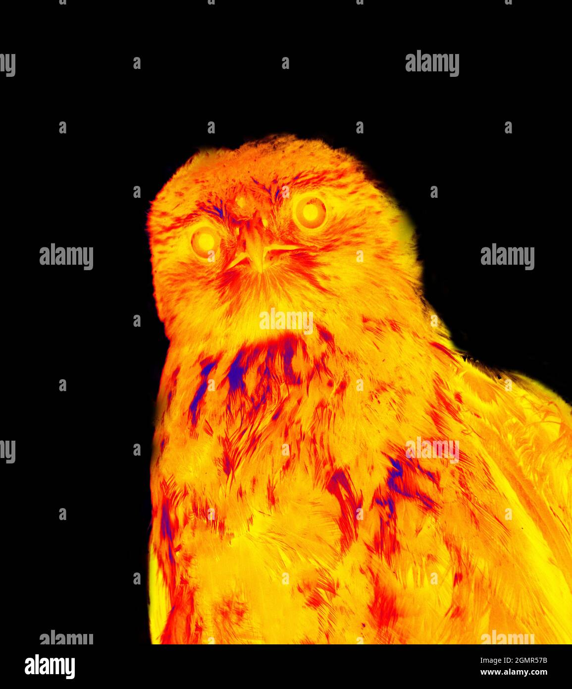 Bird of Prey. Scanning the animal's body temperature with a thermal