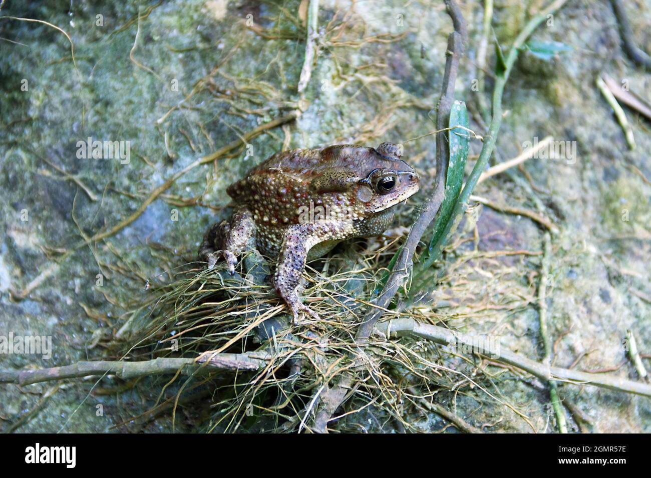 South Asian garden toad (Bufo melanostictus) in Vietnam rain forest ...