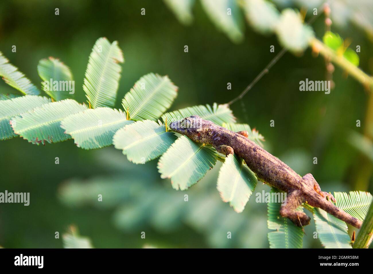 Protective resemblance hi-res stock photography and images - Alamy