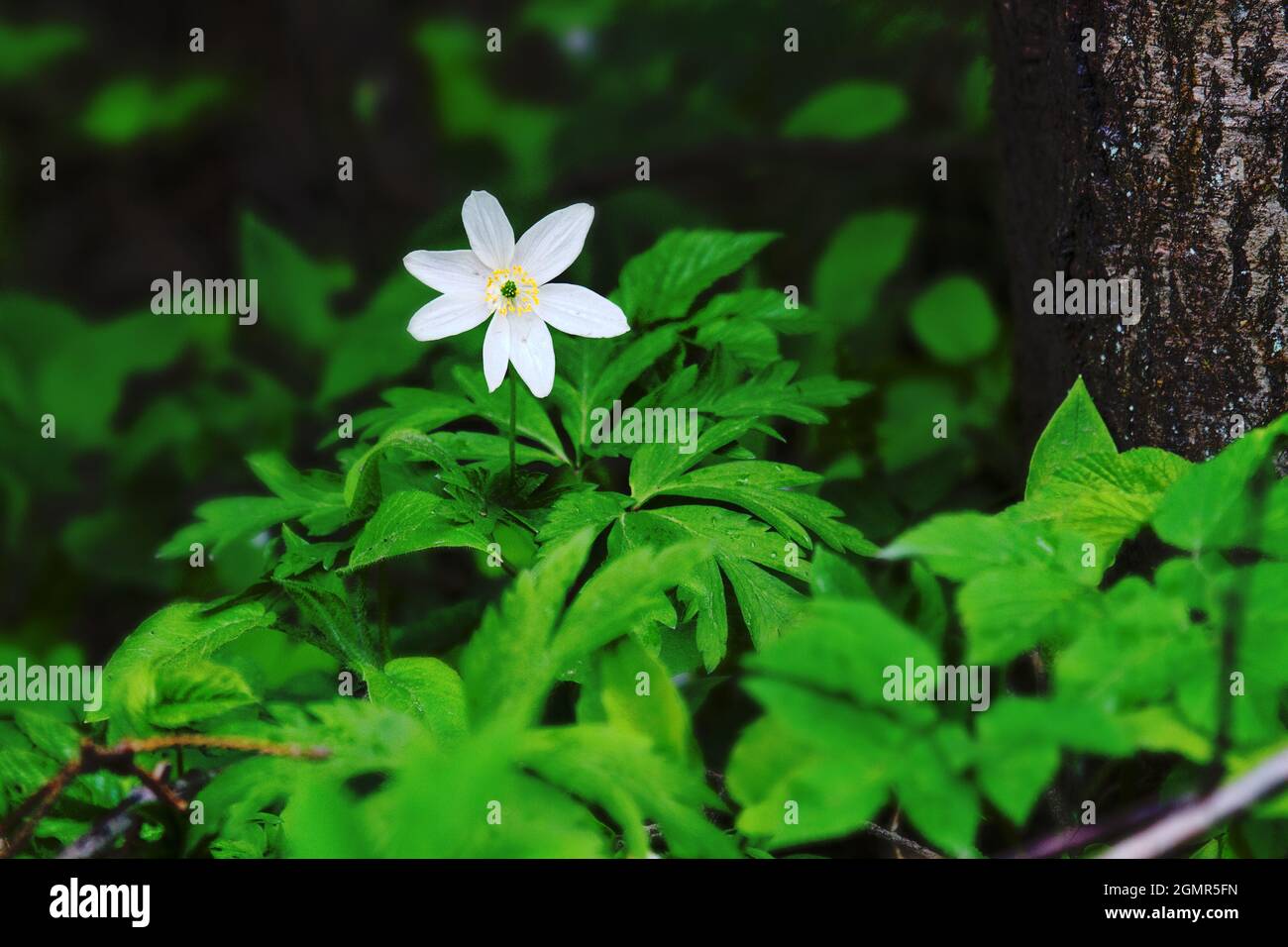 The blooming of the European wood anemone (Anemone nemorosa) plant in all growth Stock Photo