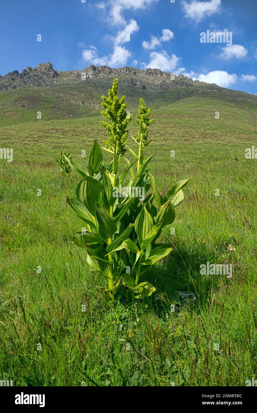 White Hellebore (Veratrum lobelianum) on dry upland meadows of North ...