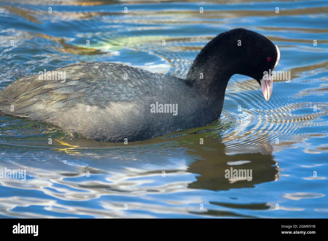 Coot (Fulica atra) swims, dives and feeds in clear water. Feeding on ...