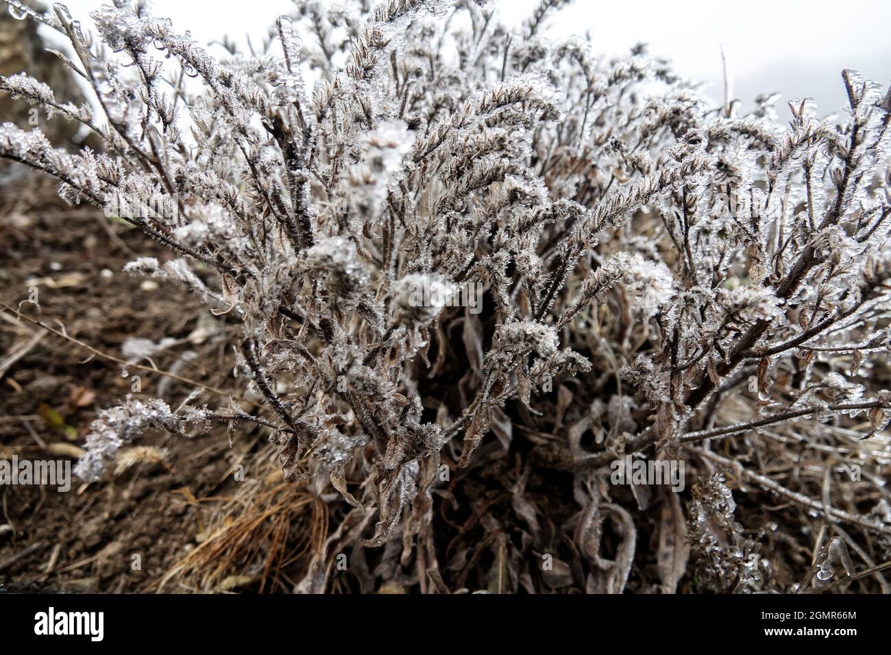 After the freezing rain (glazed rain Stock Photo Alamy