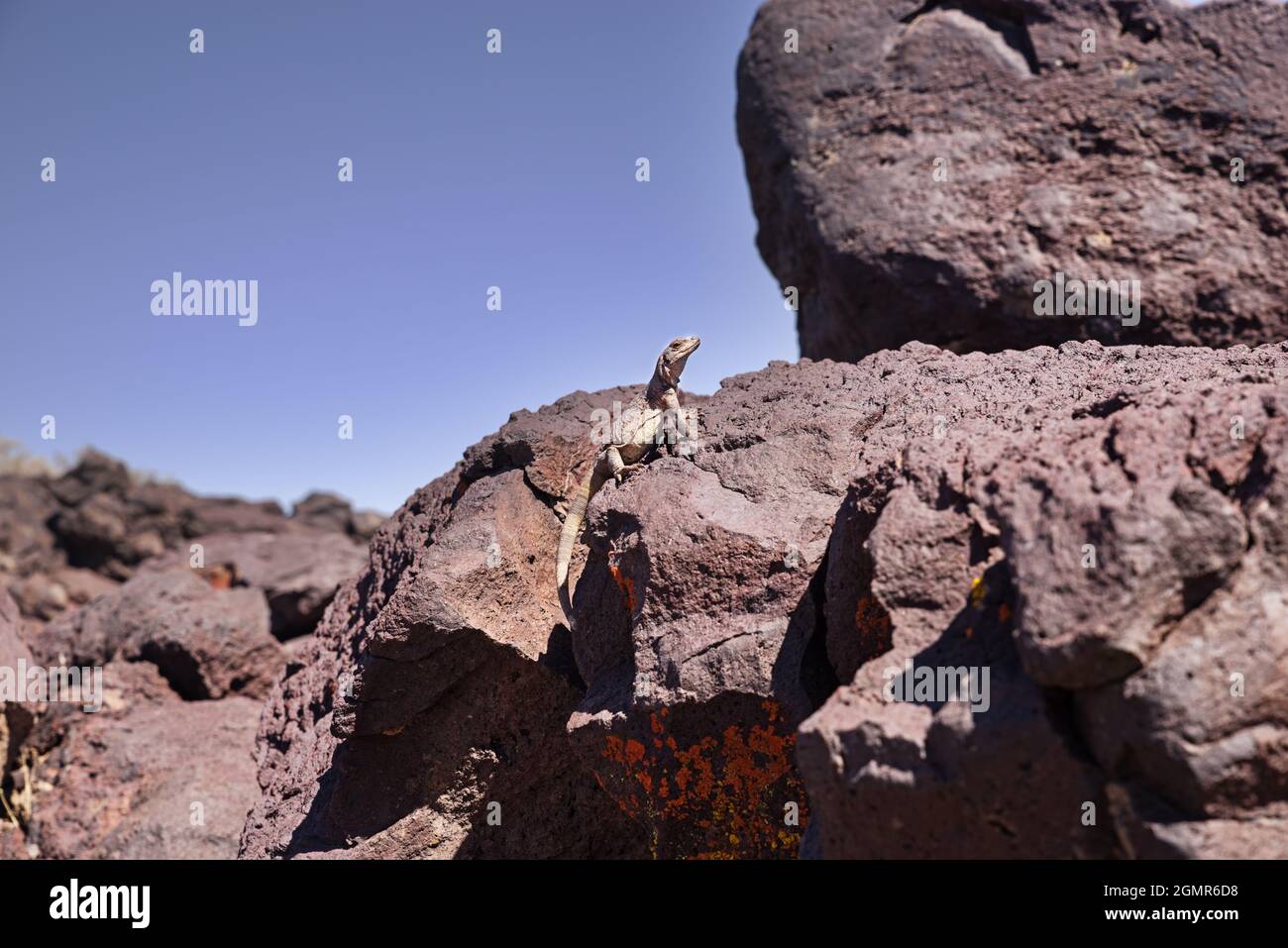 common chuckwalla lizard or Sauromalus ater on basalt rocks Stock Photo