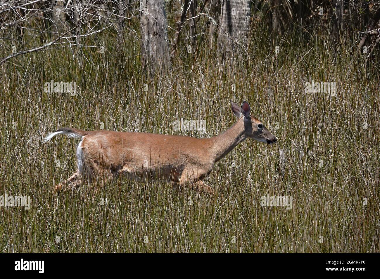 A White tailed deer runs through spartina grass along the salt marsh in Mount Pleasant, South Carolina. Stock Photo