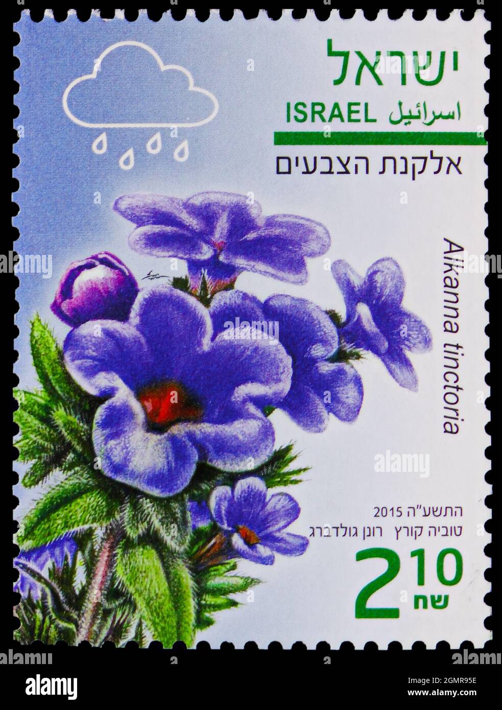 MOSCOW, RUSSIA - JULY 31, 2021: Postage stamp printed in Israel shows Alkanna tinctoria, Winter Flowers serie, circa 2015 Stock Photo
