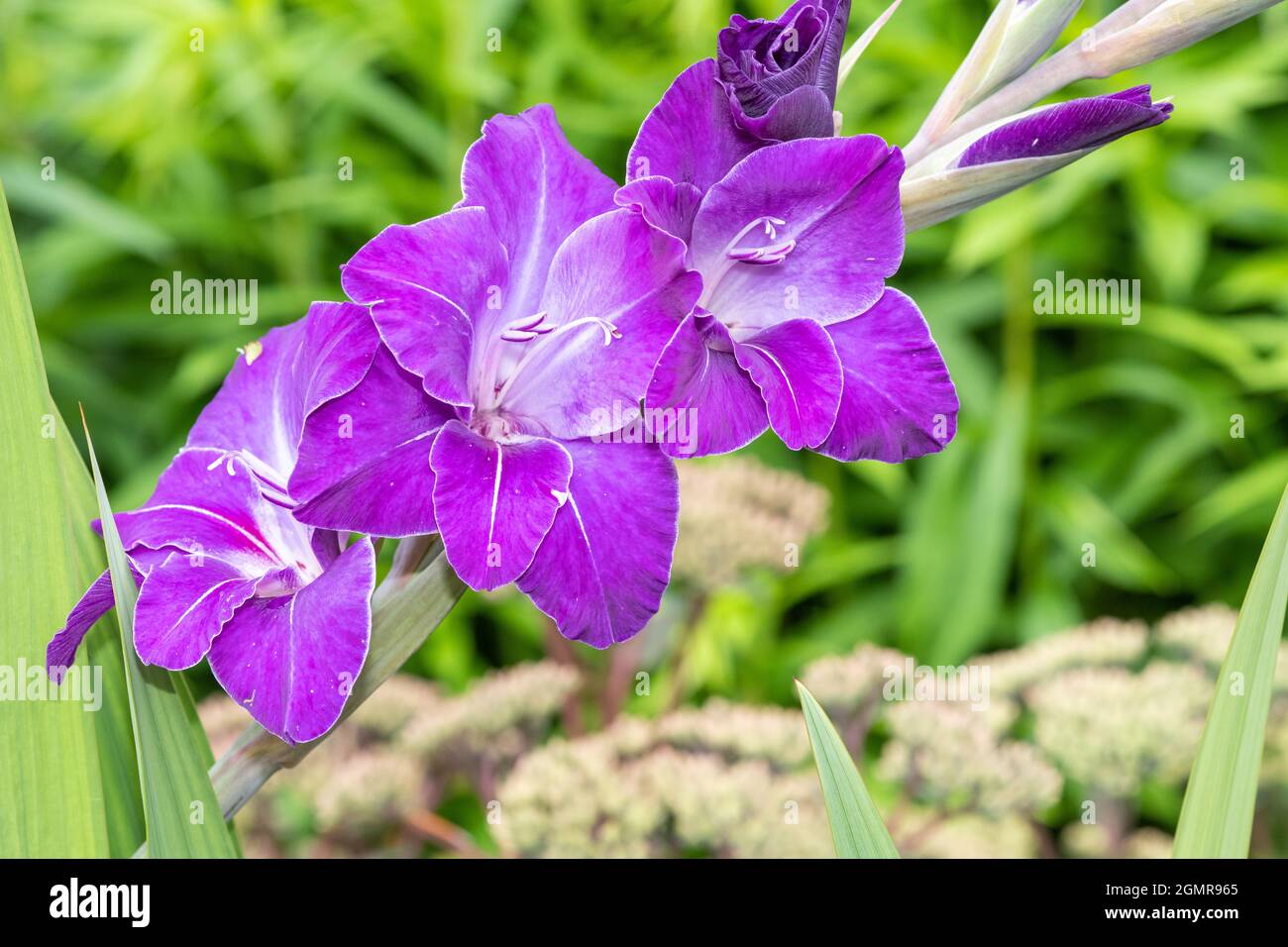 Close up of purple gladiolus flowers in bloom Stock Photo