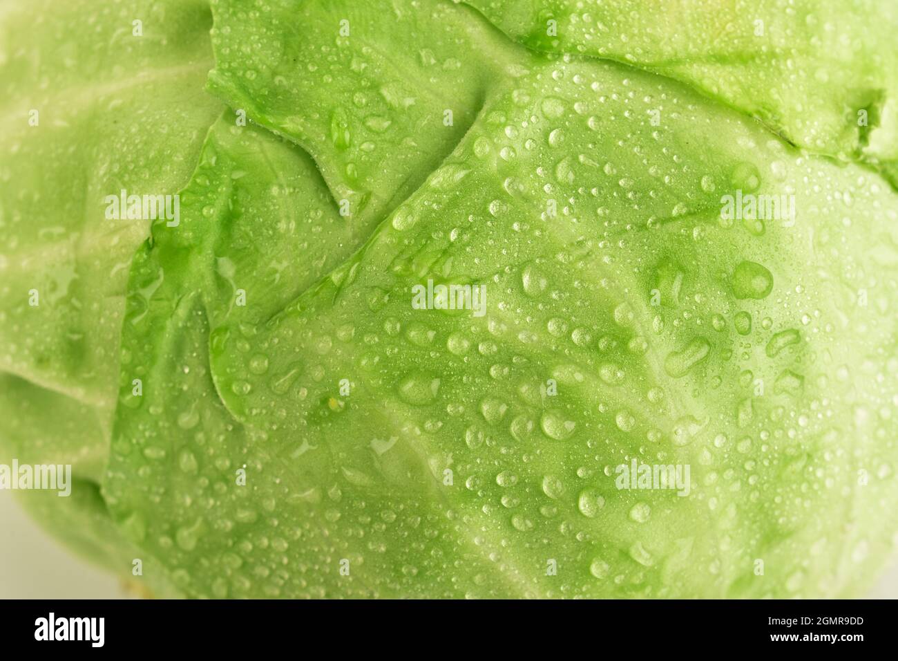 Fresh Cabbage Texture Stock Photo Alamy