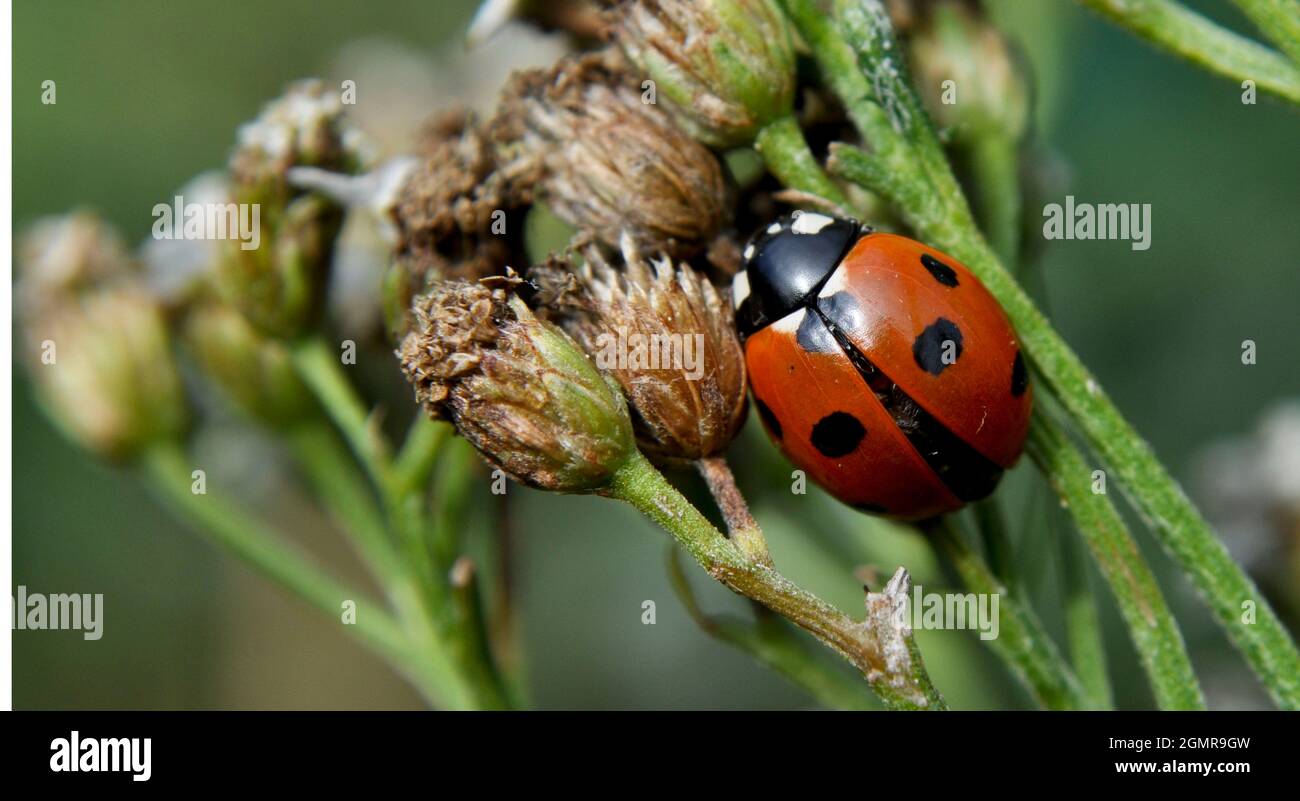 Ladybird (Coccinellidae) resting on spent acheilia flowers in October Stock Photo