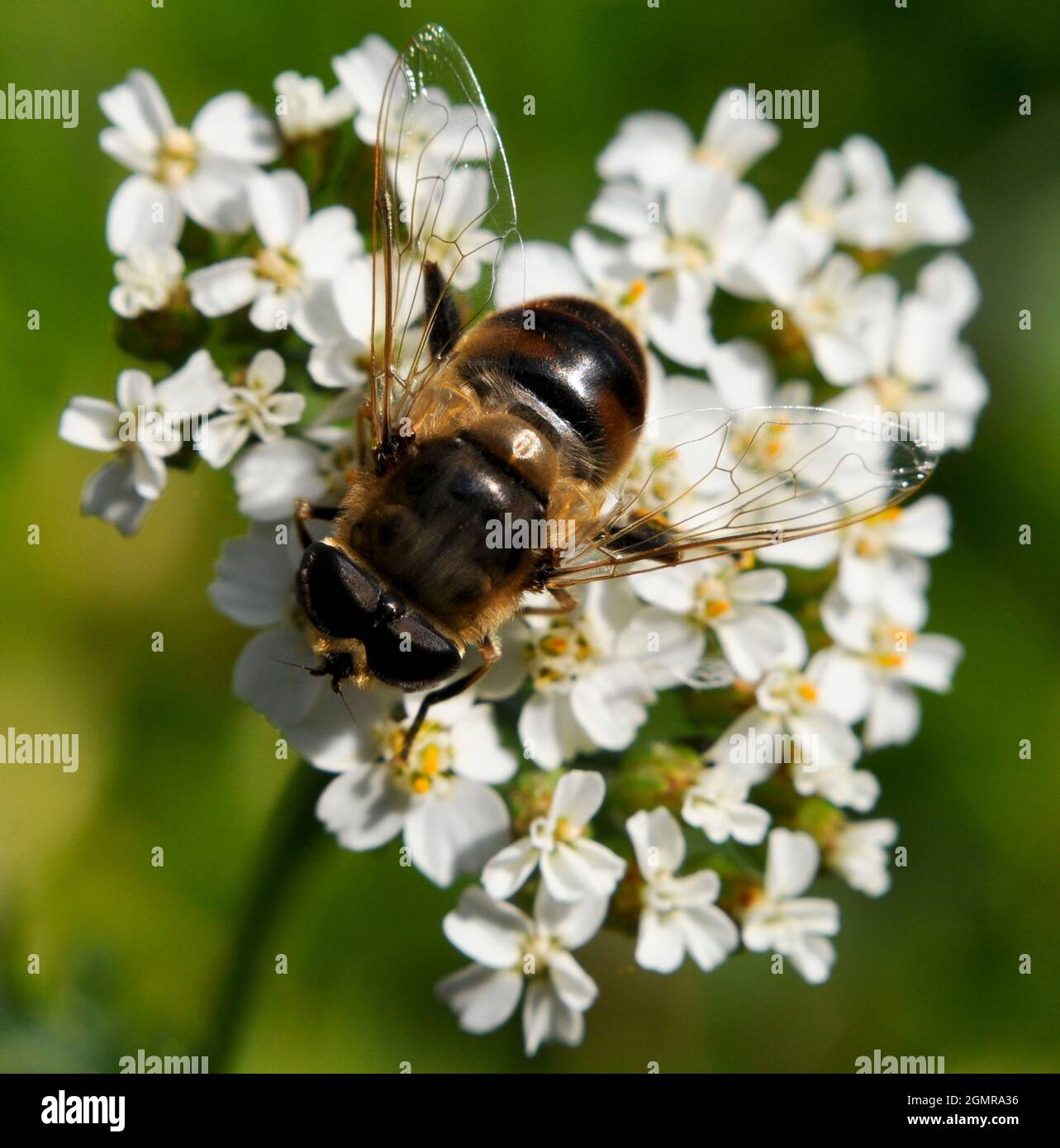 Hornet mimic hoverfly (Volucella zonaria) resting on a white achillea flower in September Stock Photo