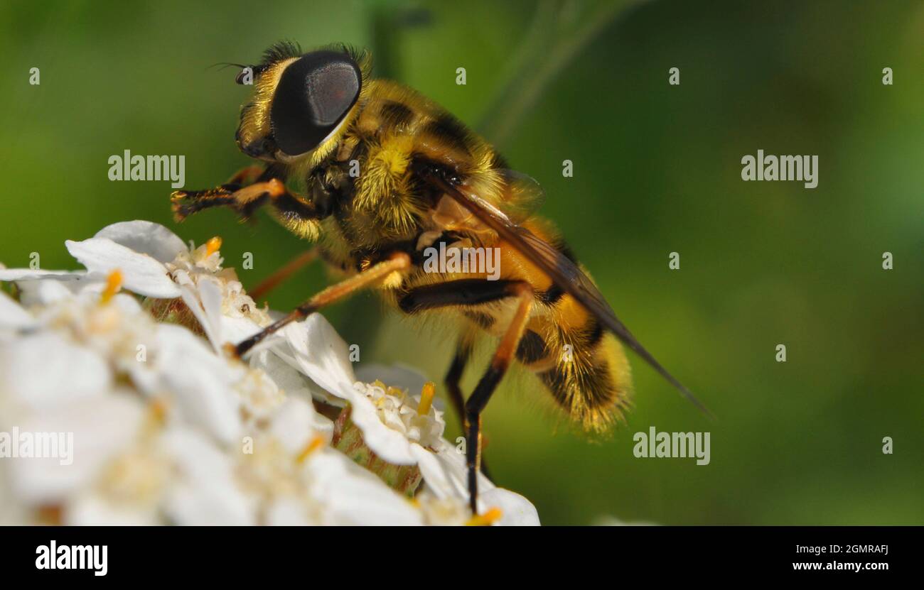 Hornet mimic hoverfly (Volucella zonaria) resting on a white achillea flower in September. Image is a close up side profile of the insect Stock Photo