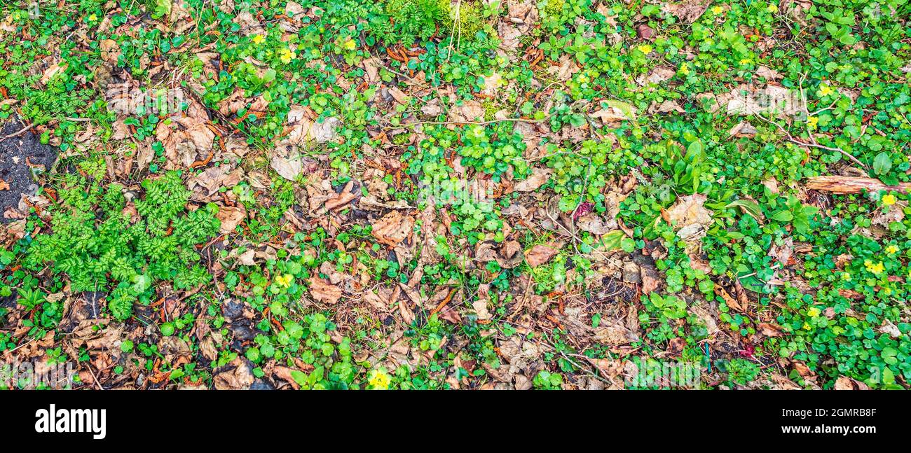 Sprouts of various green grasses, fallen tree leaves, buds and branches ...