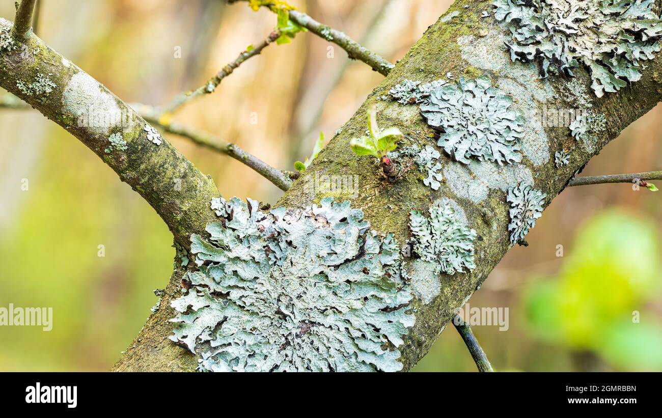 Lichen Parmelia sulcata on tree bark with young green spring shoots Stock Photo