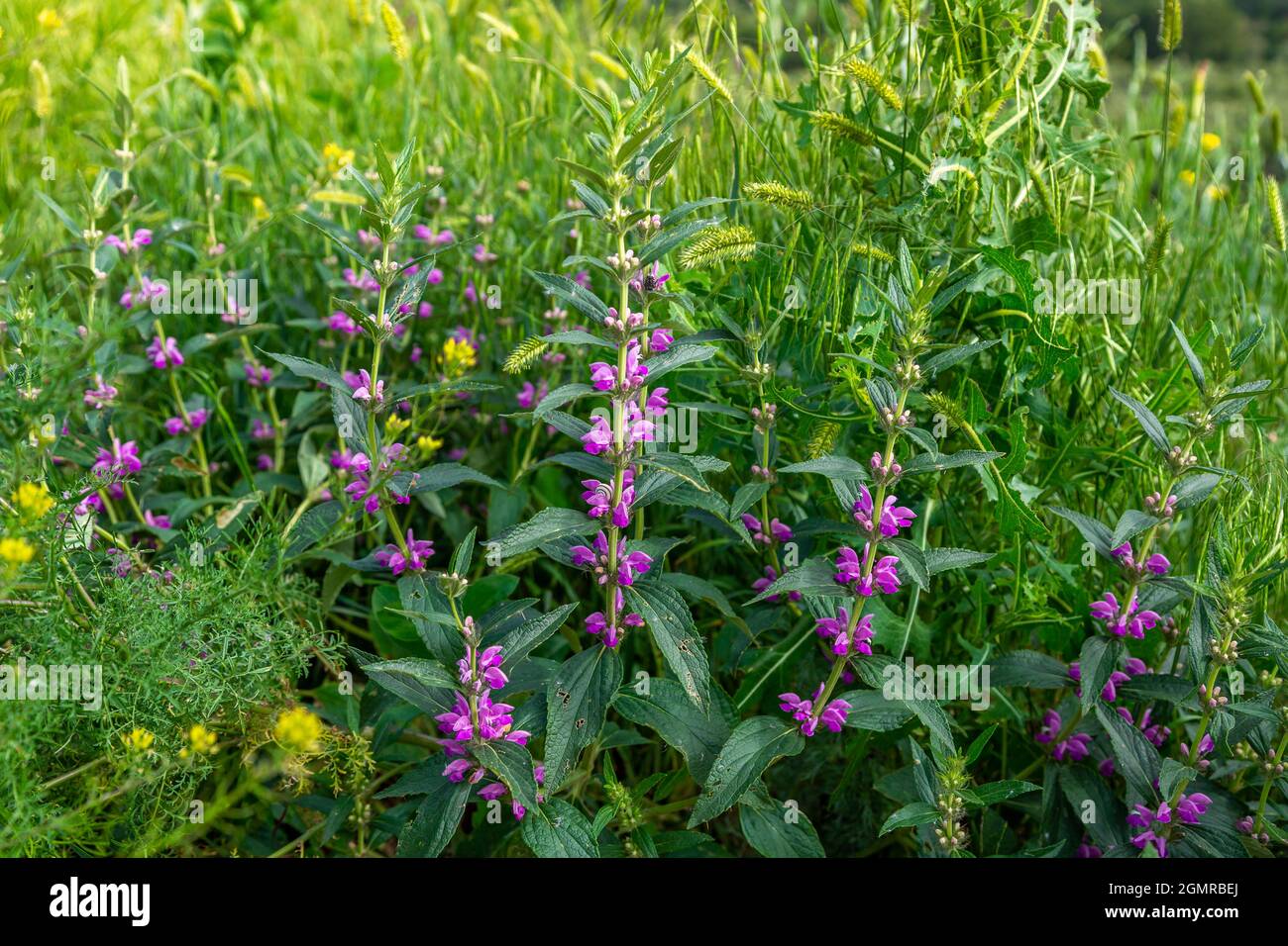 Medicinal plant Zopnik lat. Phlomis tuberosa. Flowering plant in natural  Stock Photo