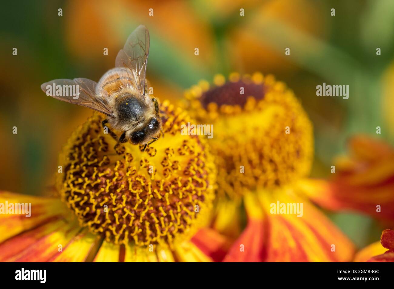 Close up of a honey bee pollinating common sneezeweed (helenium autumnale) flowers Stock Photo