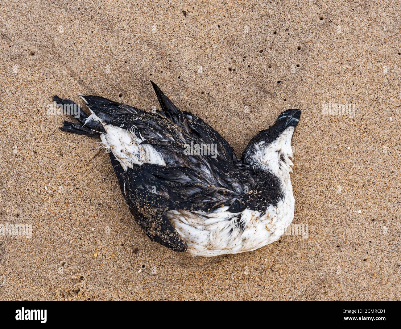 Cambois, Northumberland, 18th September 2021, unusual amount of seabird deaths in razorbiil and guillemot populations along the coast. Gaul NE News/ Alamy News Stock Photo