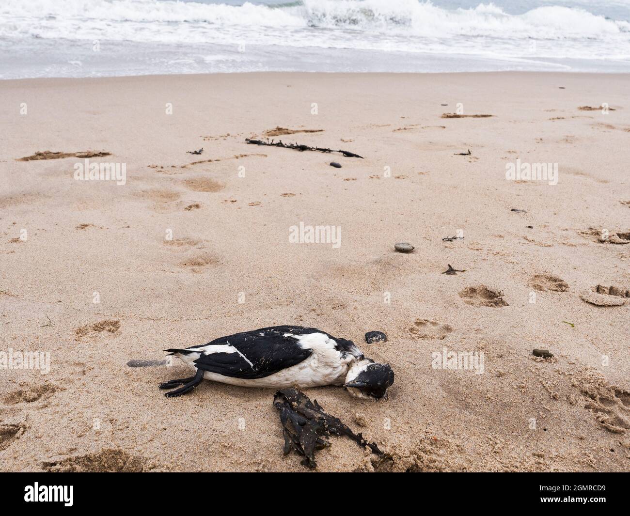 Cambois, Northumberland, 18th September 2021, unusual amount of seabird deaths in razorbiil and guillemot populations along the coast. Gaul NE News/ Alamy News Stock Photo