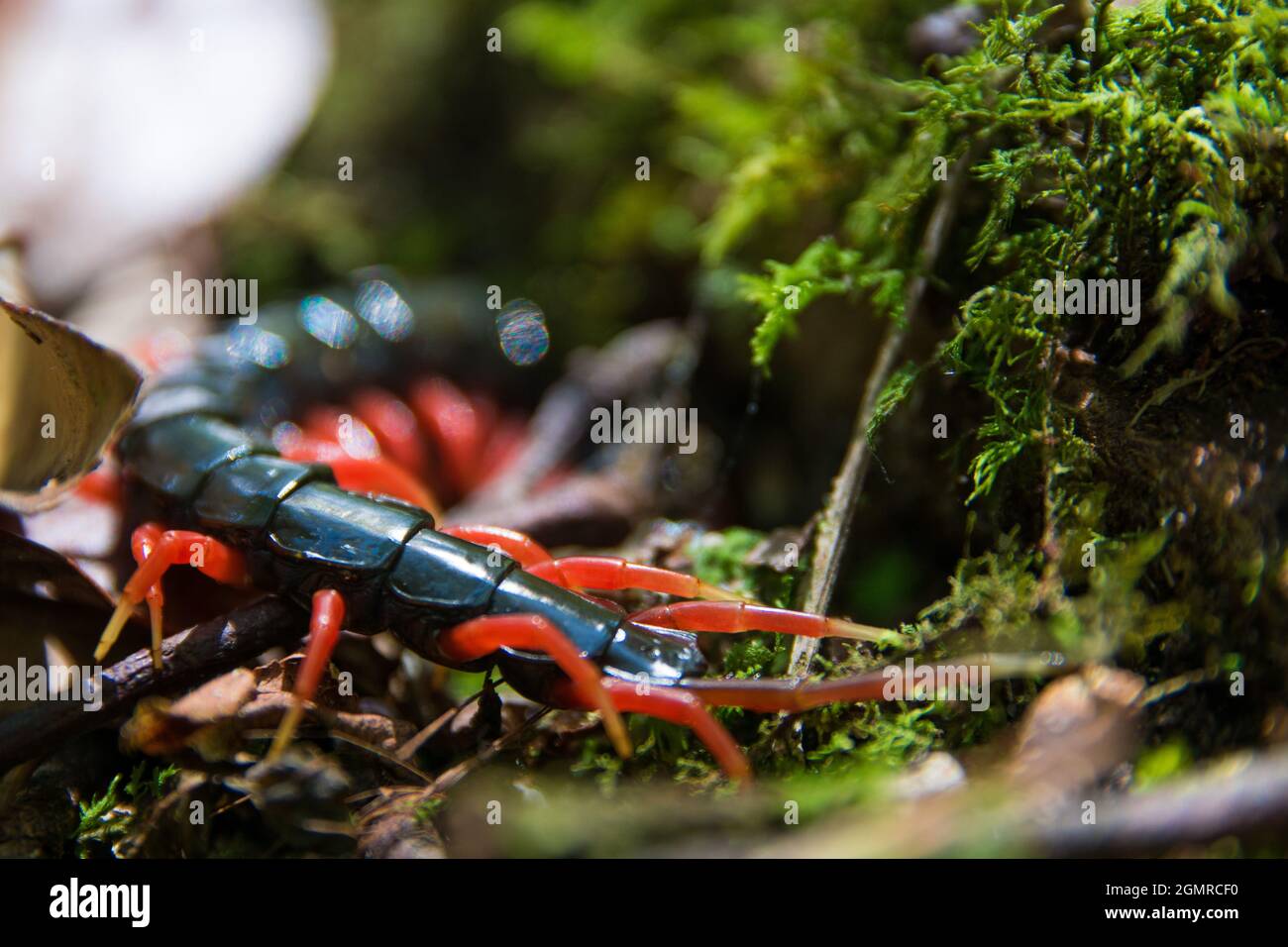 chilopoda insect with red legs in rainforest in malaysia Stock Photo