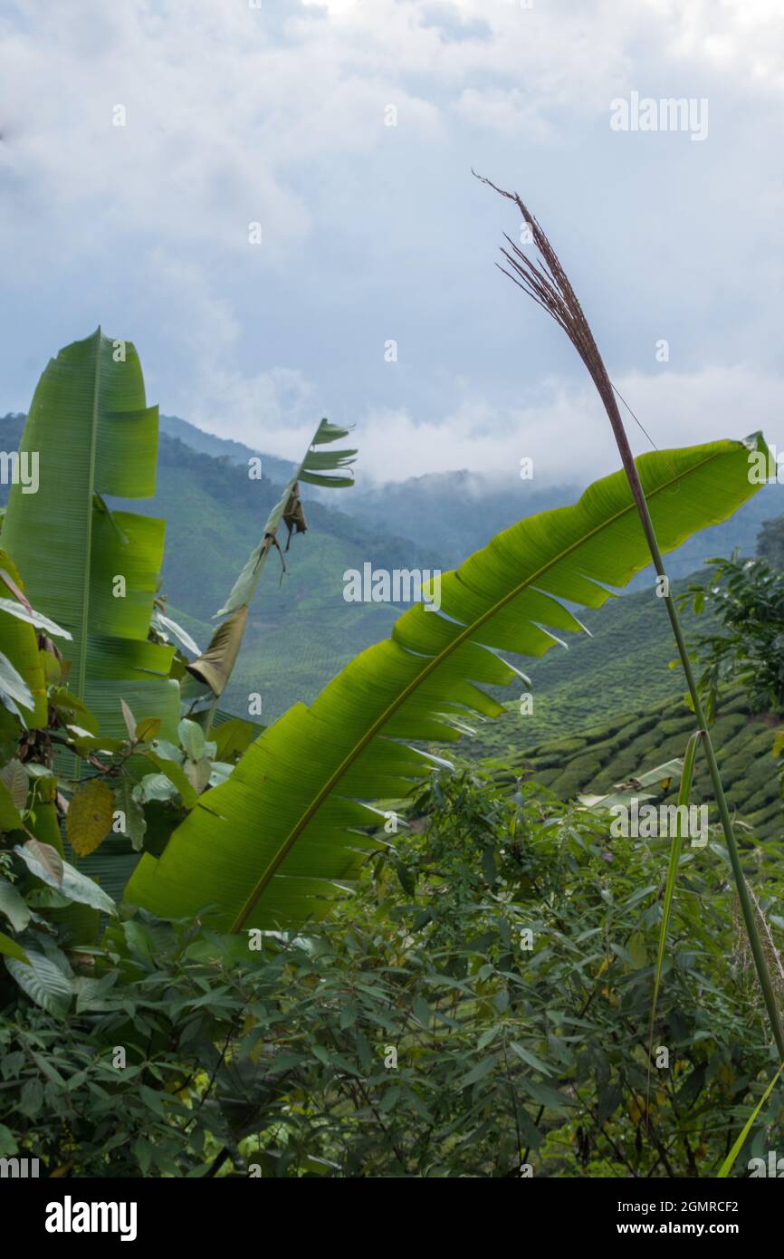 big palm leafe infront of tea plantation in cameron highlands in malaysia Stock Photo