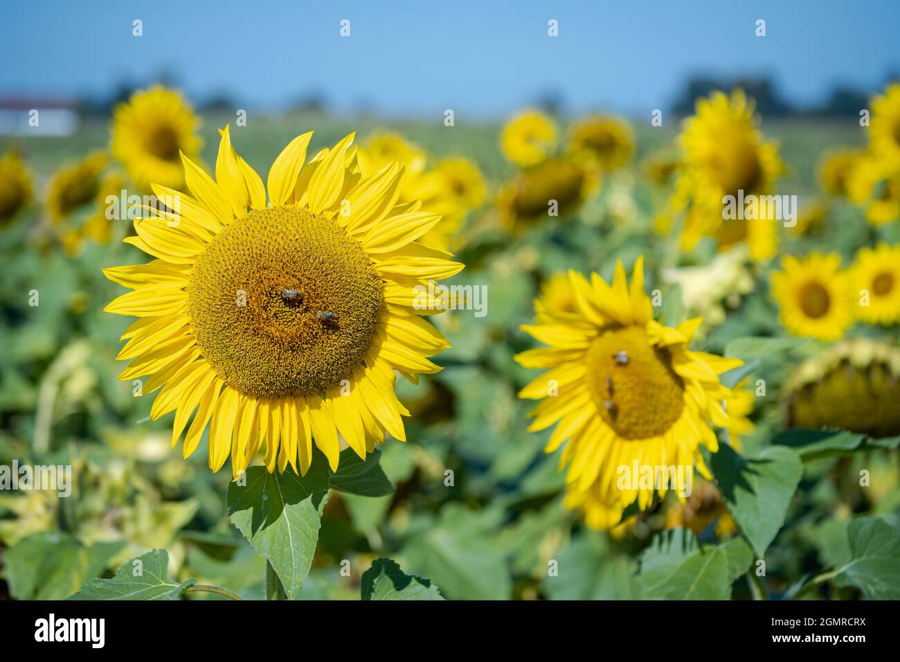 Groups of bees sitting on blooming yellow sunflowers as a macros on a warm day in summer. Stock Photo