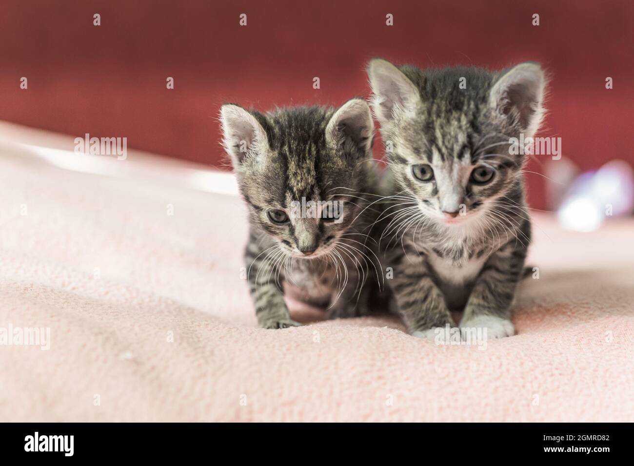 Two little kittens play on the bed. Domestic cats in a shelter. No one needs cats. Breeding cats from a domestic cat. Stock Photo