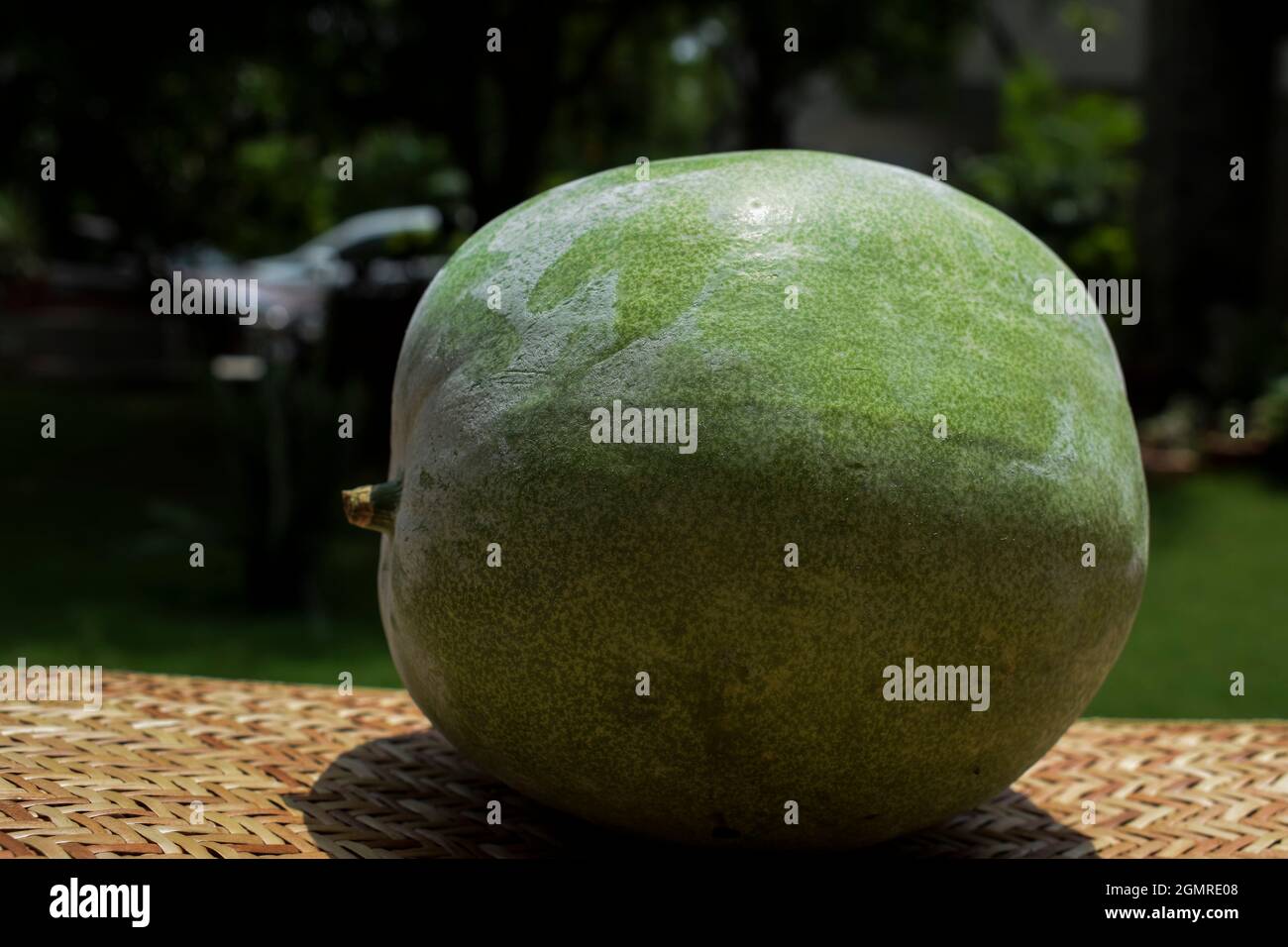 Fresh Indian vegetable called Ash gourd. Isolated on outdoor background. Stock Photo