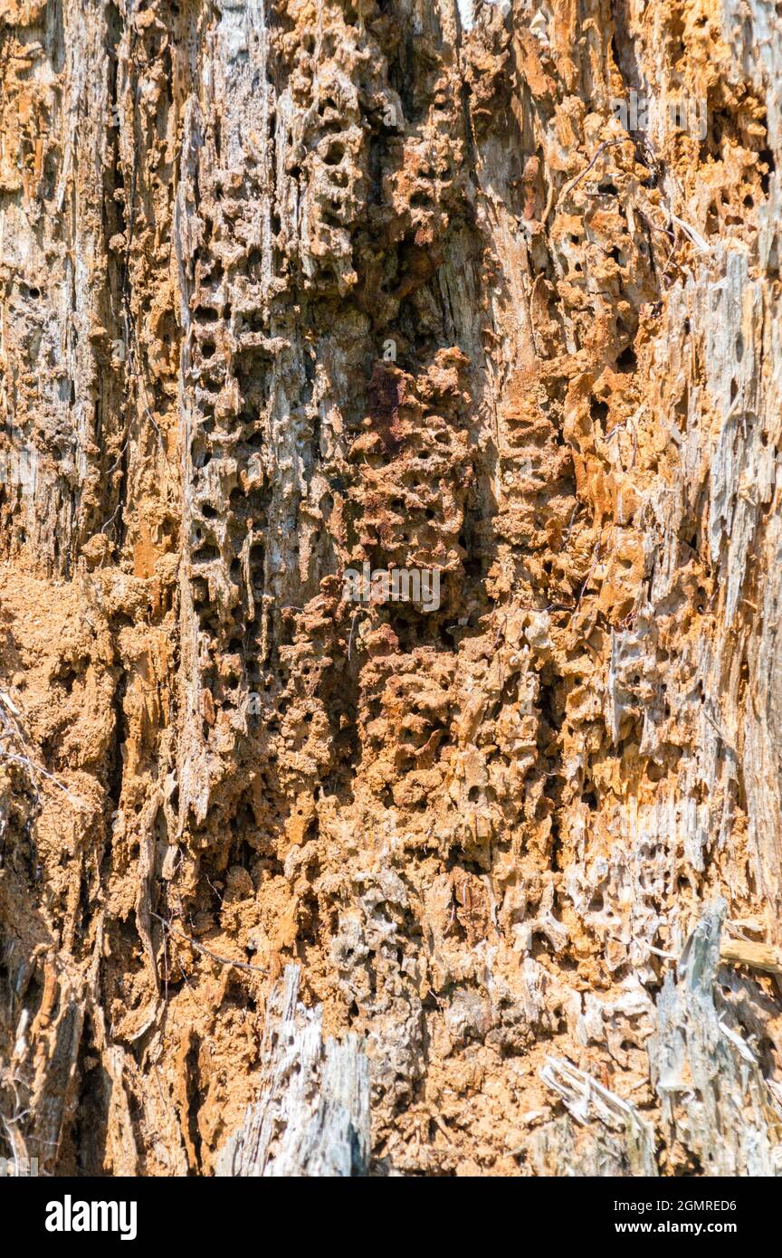 Tree damaged by bark beetles Stock Photo - Alamy