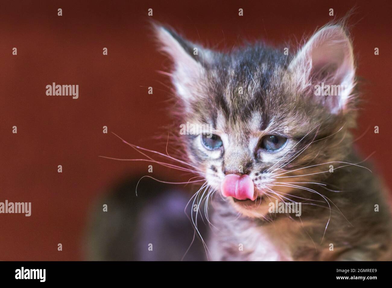 A tiny kitten licks. baby cat stuck out tongue and licks nose. gray