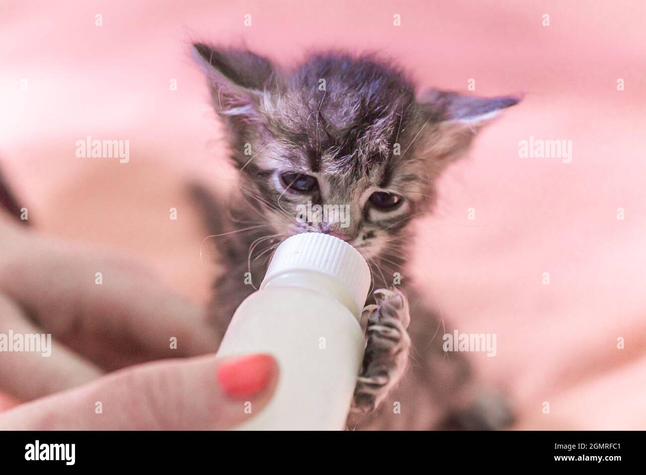 bottle feeding orphaned kittens