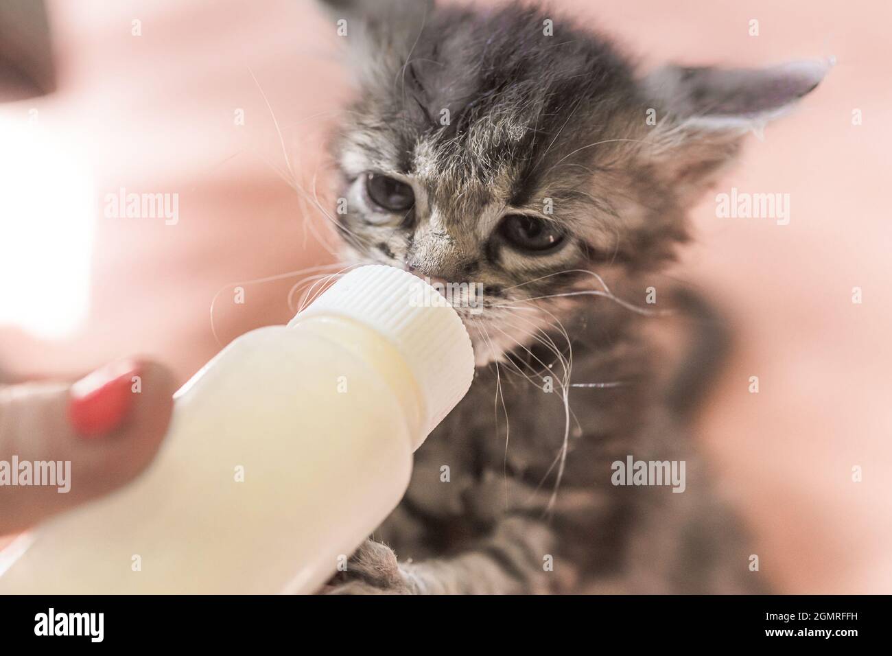 Baby kitten top drinking milk