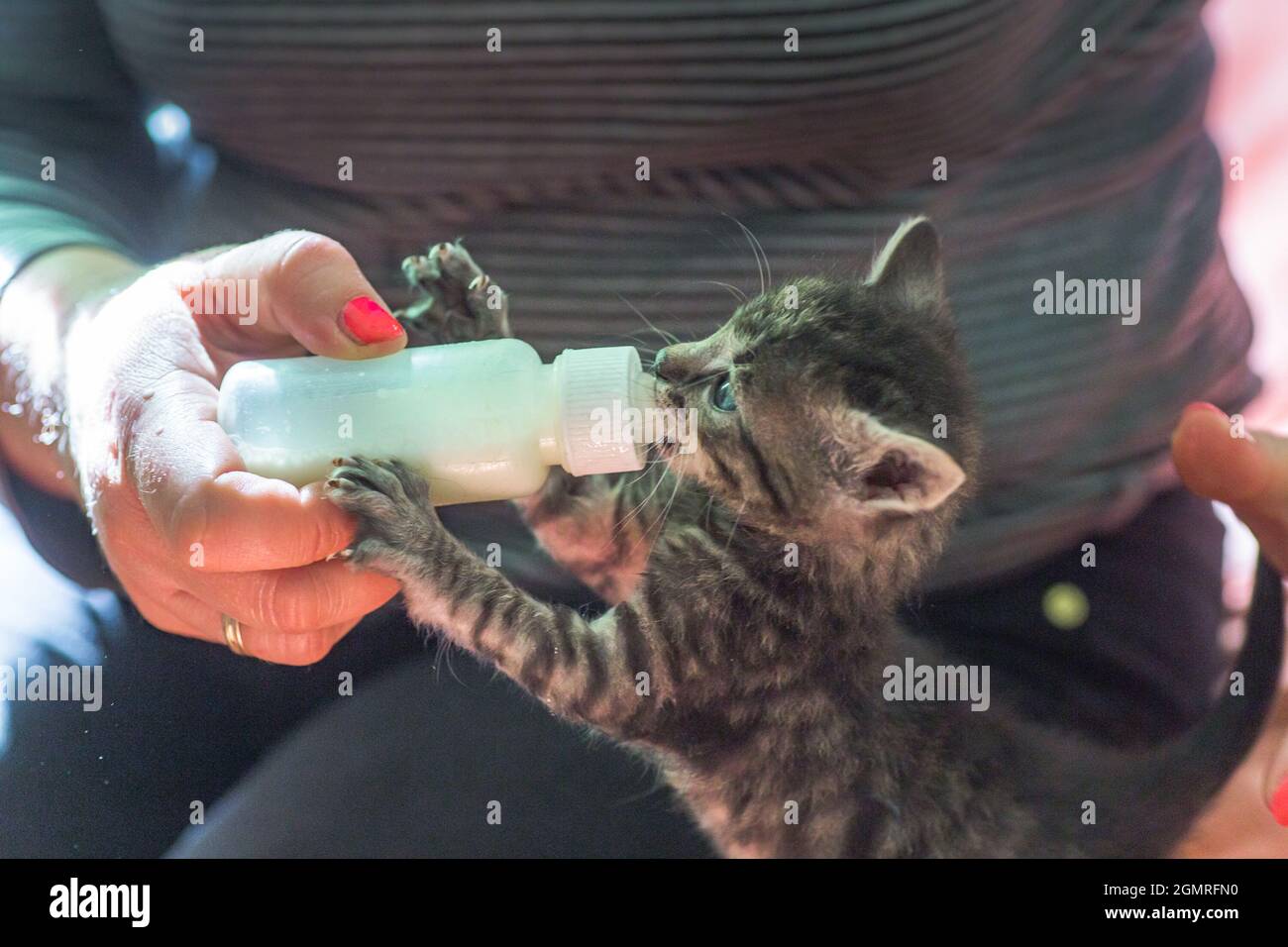 Little gray kitten drinks milk from a bottle. Feeding kittens without a