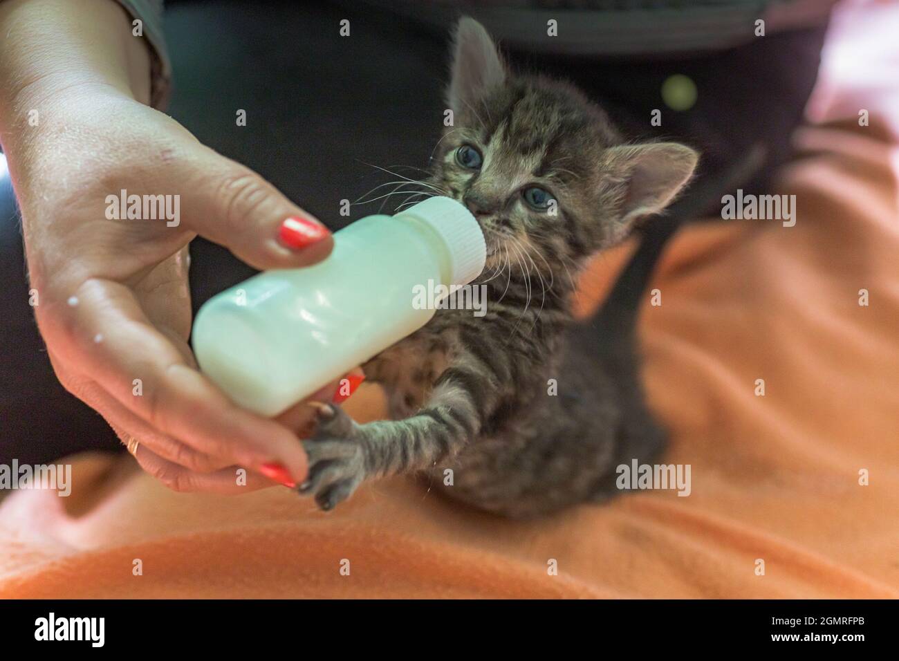 kitten drinking from bottle