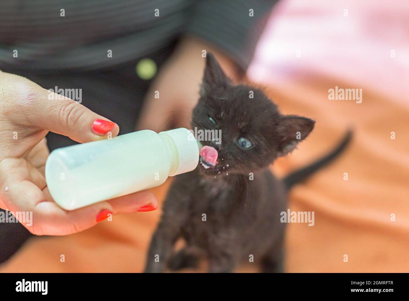 how often bottle feed kitten