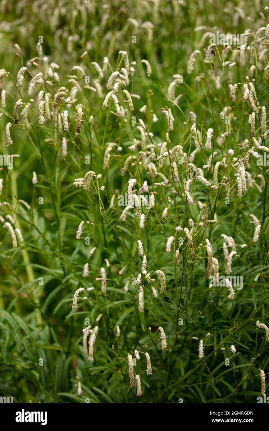 Bee friendly Sanguisorba Officinalis 'White Tanna’ in close-up Stock Photo