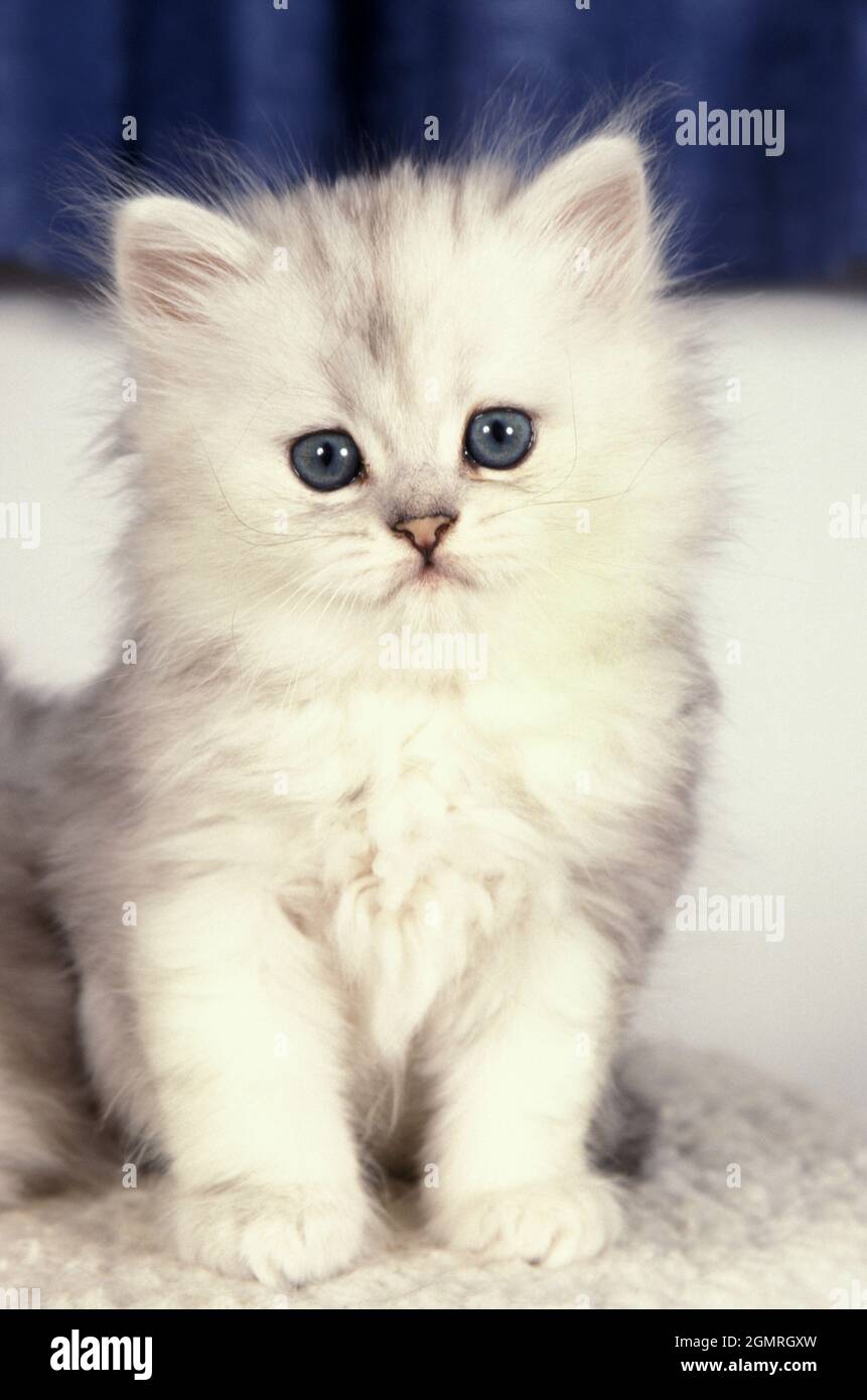 White Persian Kitten Stock Photo Alamy