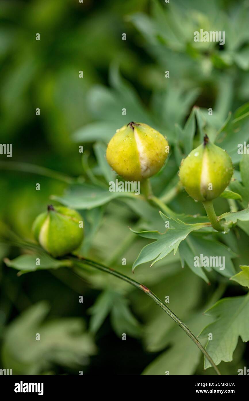 Truly outstanding Romneya coulteri, Californian tree poppy, bush poppy, Californian poppy, canyon poppy, dream of the desert, flowering shrub Stock Photo