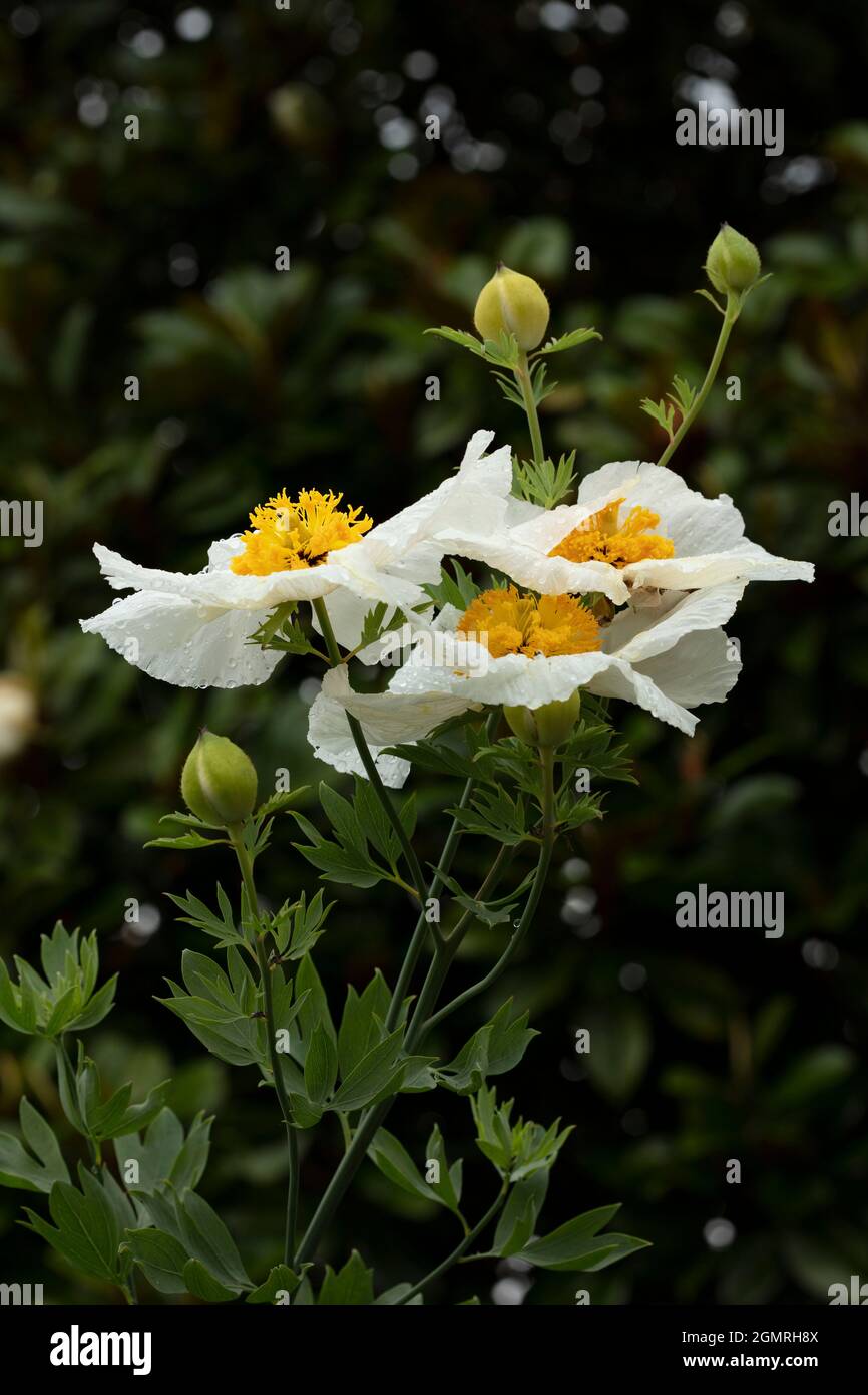 Truly outstanding Romneya coulteri, Californian tree poppy, bush poppy, Californian poppy, canyon poppy, dream of the desert, flowering shrub Stock Photo