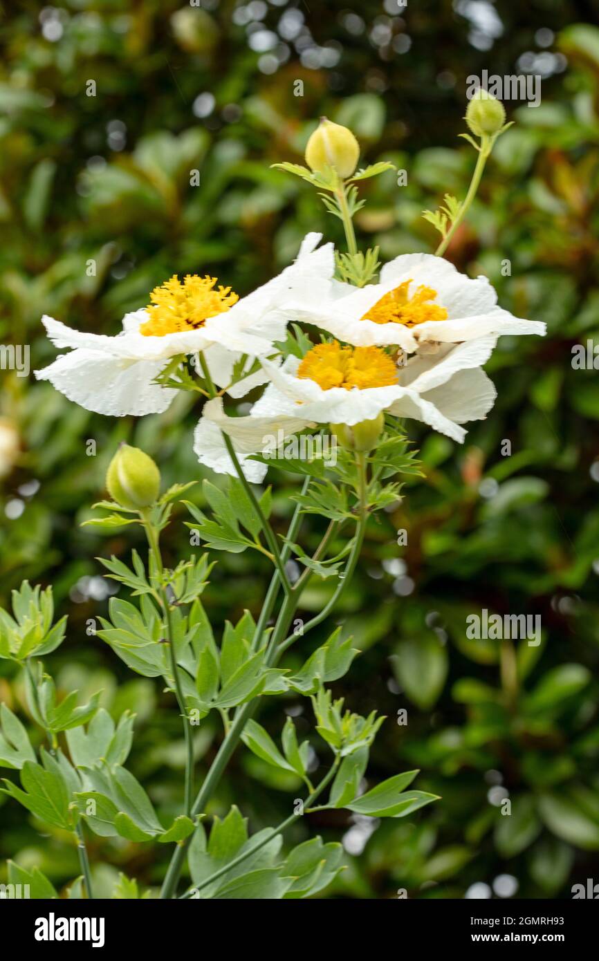 Truly outstanding Romneya coulteri, Californian tree poppy, bush poppy, Californian poppy, canyon poppy, dream of the desert, flowering shrub Stock Photo