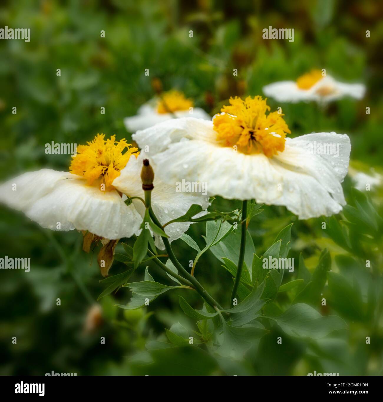 Truly outstanding Romneya coulteri, Californian tree poppy, bush poppy, Californian poppy, canyon poppy, dream of the desert, flowering shrub Stock Photo