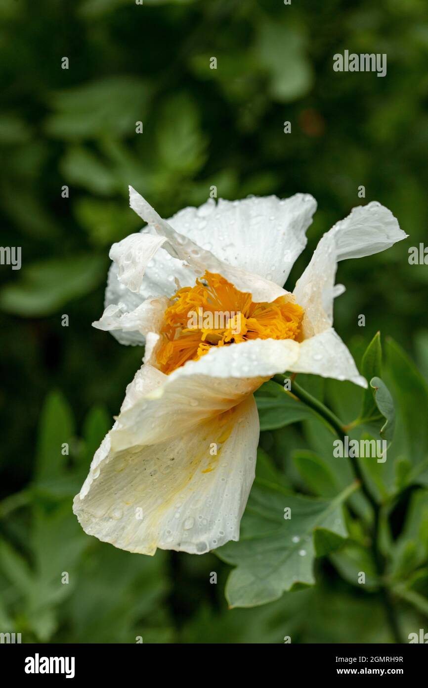 Truly outstanding Romneya coulteri, Californian tree poppy, bush poppy, Californian poppy, canyon poppy, dream of the desert, flowering shrub Stock Photo