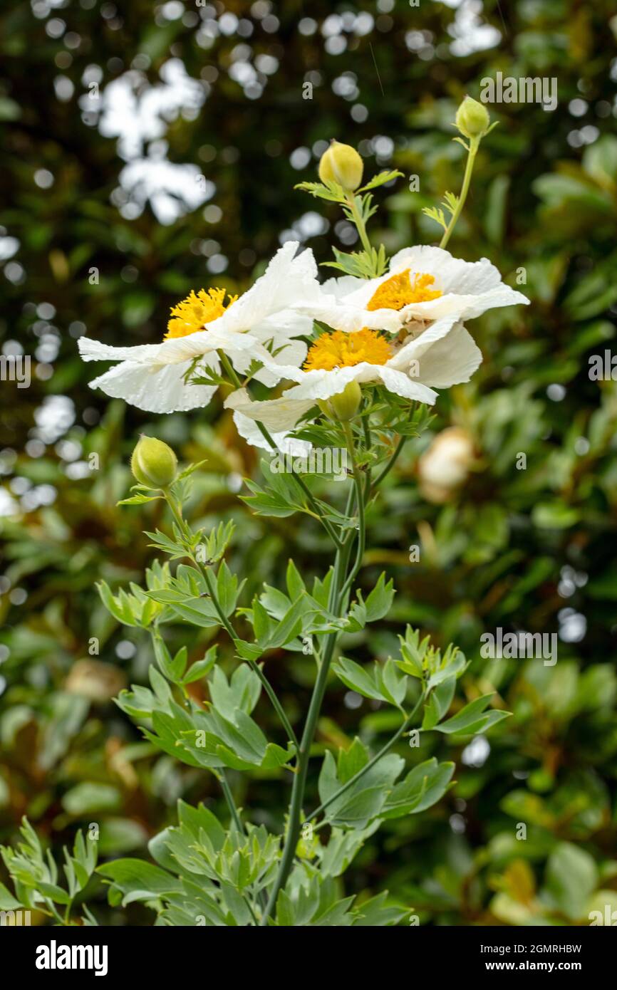 Truly outstanding Romneya coulteri, Californian tree poppy, bush poppy, Californian poppy, canyon poppy, dream of the desert, flowering shrub Stock Photo