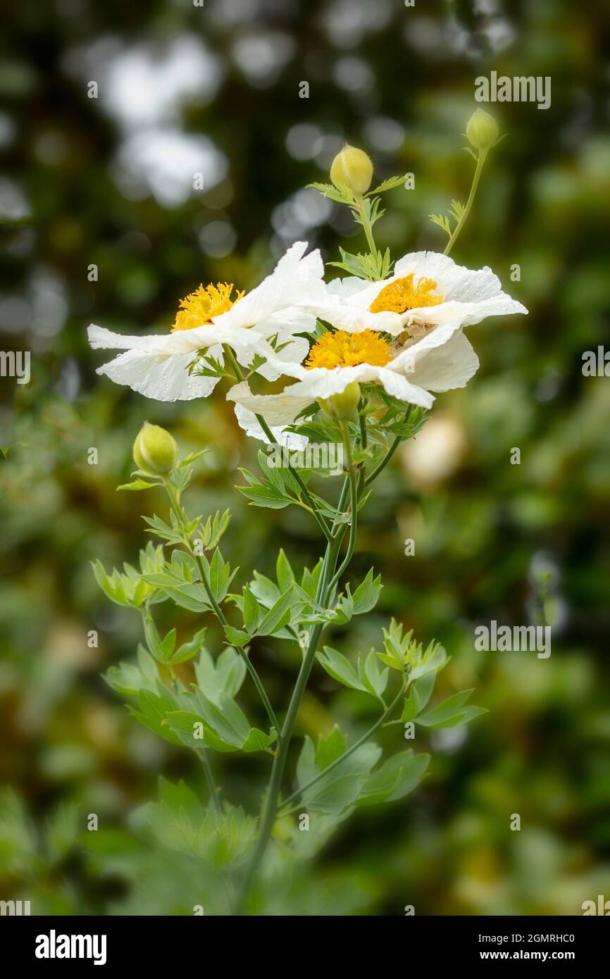 Truly outstanding Romneya coulteri, Californian tree poppy, bush poppy, Californian poppy, canyon poppy, dream of the desert, flowering shrub Stock Photo