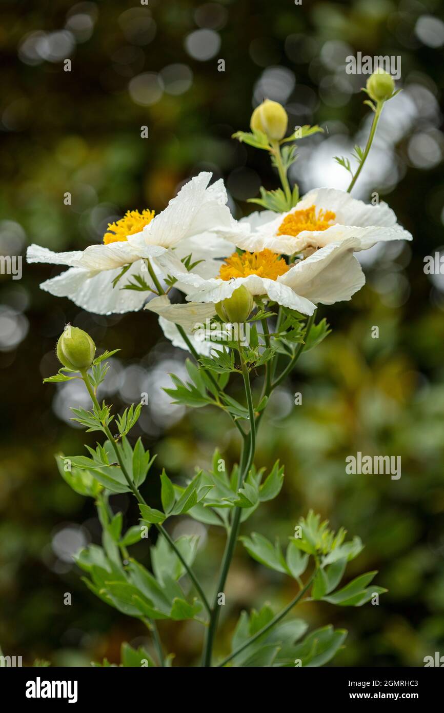 Truly outstanding Romneya coulteri, Californian tree poppy, bush poppy, Californian poppy, canyon poppy, dream of the desert, flowering shrub Stock Photo