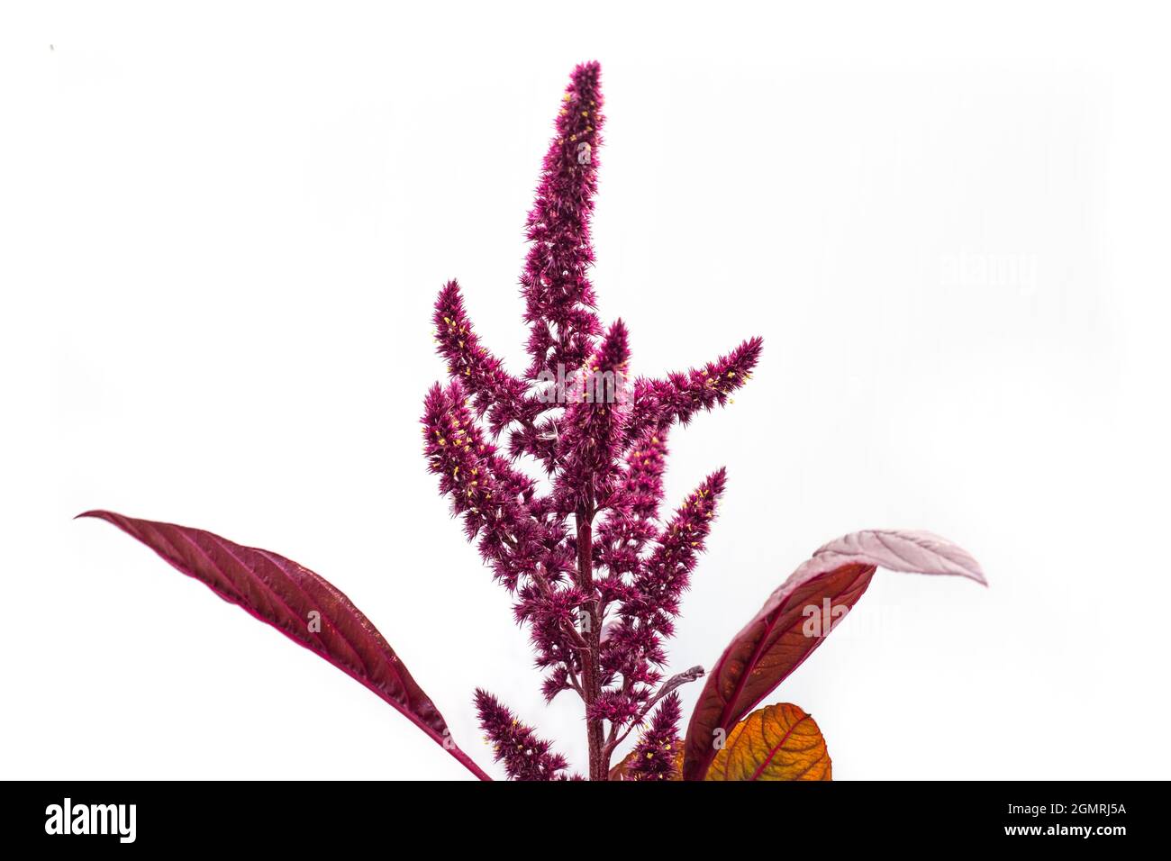 Flowers with seeds of vegetable amaranth on a white background. Stock Photo