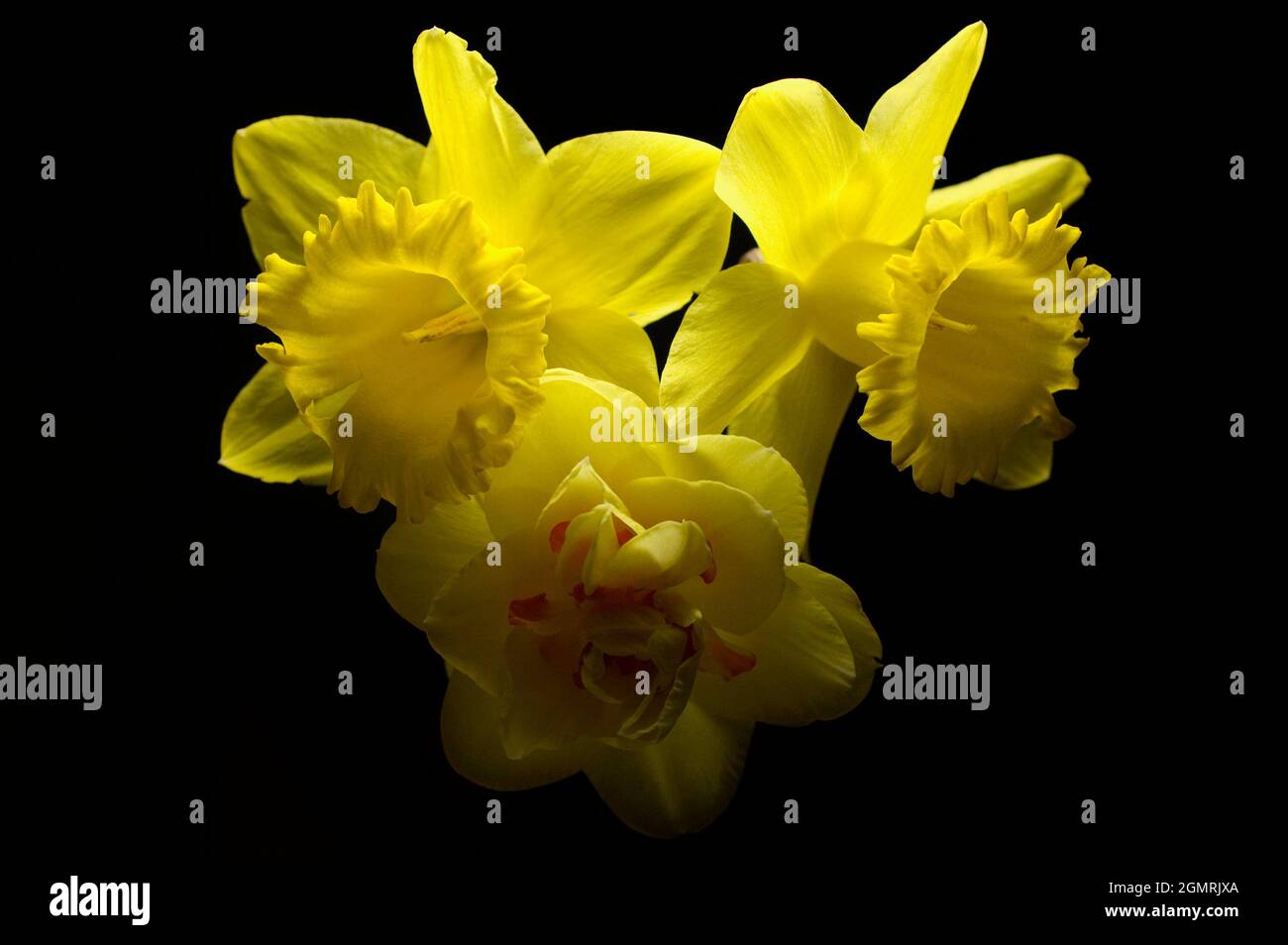 Three yellow daffodils on a black background, light form above Stock Photo