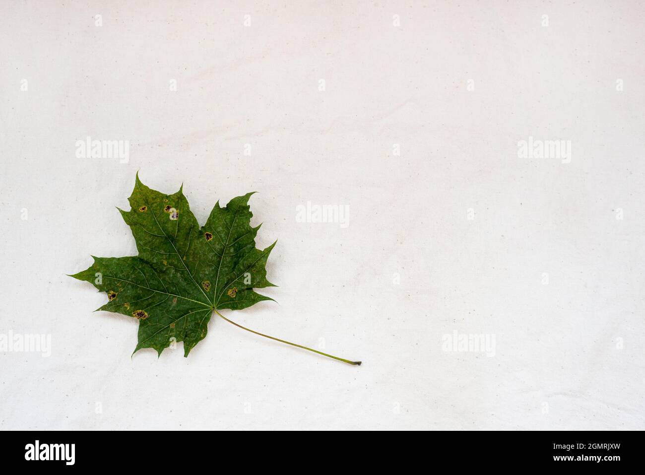 Dry green maple leaf on white gunny fabric Stock Photo - Alamy