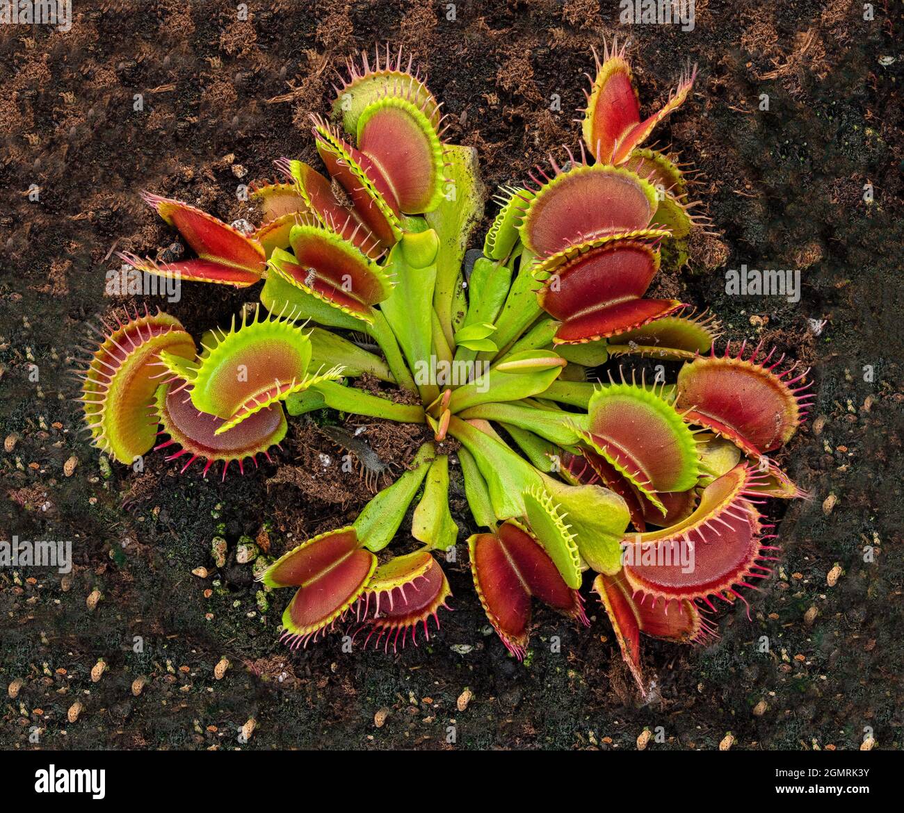 Dionaea Muscipula Venus Flytrap - Predatory plant, Carnivorous Plant Stock Photo