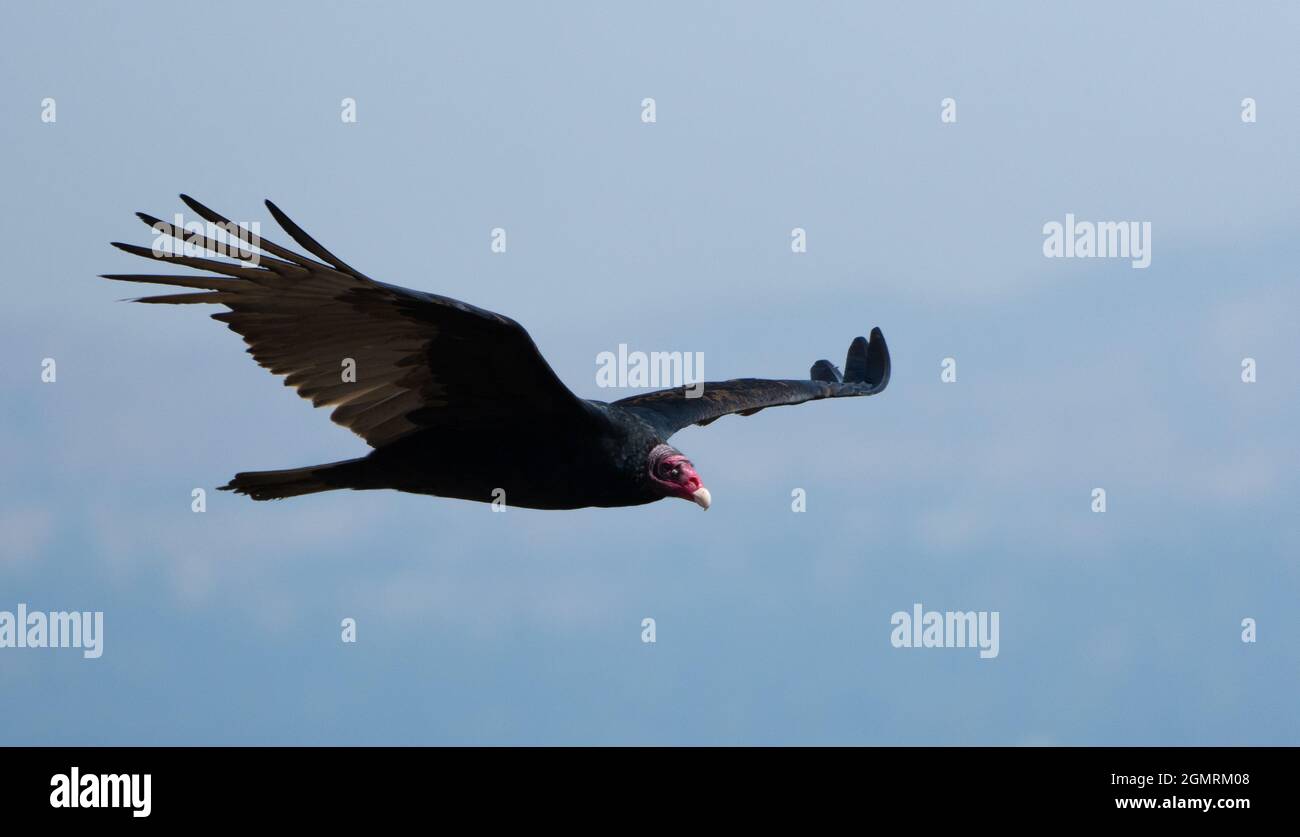 A turkey vulture (cathartes aura) soars over the San Fernando Valley in Woodland Hills, California USA Stock Photo