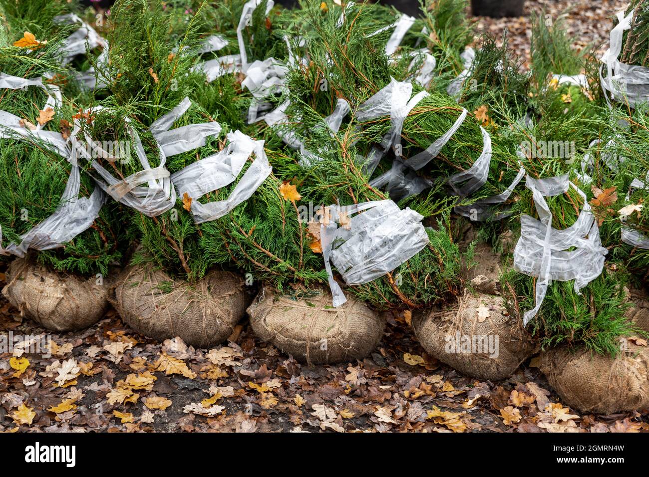 Row of many thuja or cedar wrapped tree aaplings delivering from plant